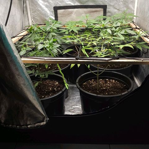Red Mandarine F1 Fast Version #7 growlog timeline photo