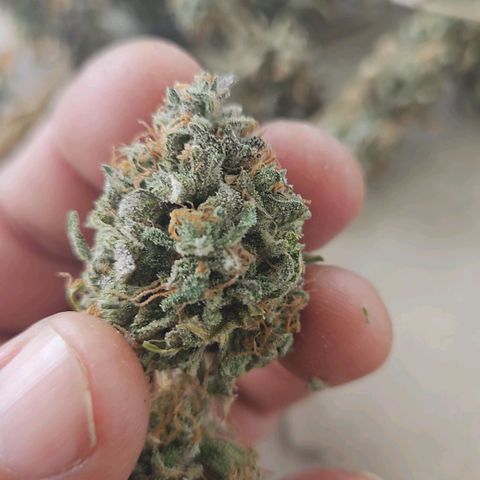 Peanut Butter OGKB growlog timeline photo