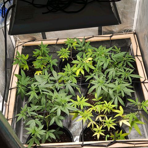 Red Mandarine F1 Fast Version #7 growlog timeline photo