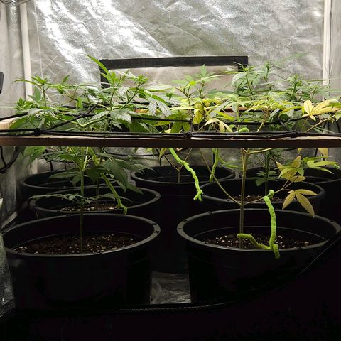 Red Mandarine F1 Fast Version #7 growlog timeline photo
