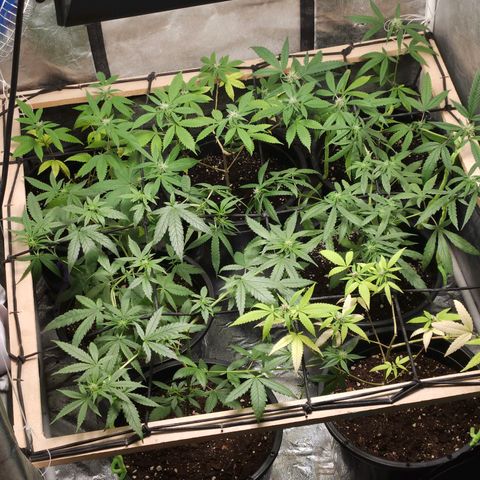 Red Mandarine F1 Fast Version #7 growlog timeline photo