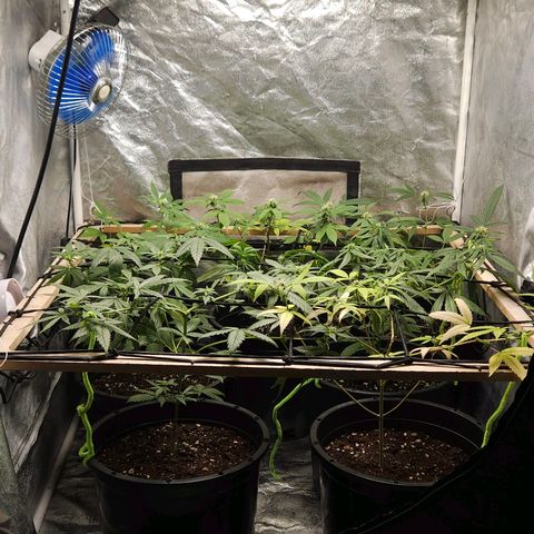 Red Mandarine F1 Fast Version #7 growlog timeline photo
