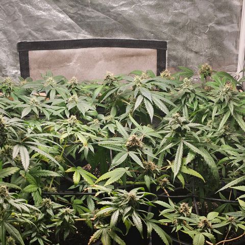 Red Mandarine F1 Fast Version #7 growlog timeline photo