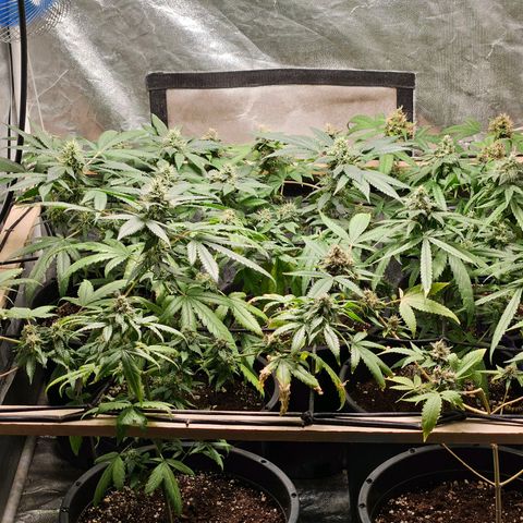Red Mandarine F1 Fast Version #7 growlog timeline photo