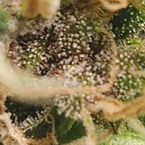 Red Mandarine F1 Fast Version #7 growlog timeline photo