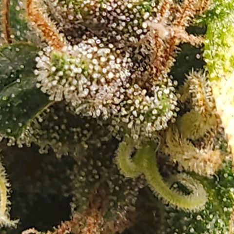 Red Mandarine F1 Fast Version #7 growlog timeline photo