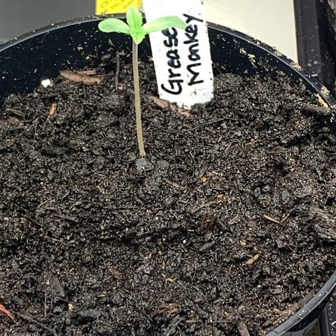 Grease Monkey a growlog timeline photo