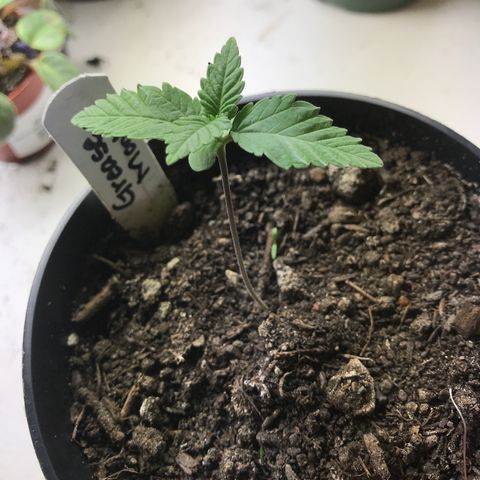 Grease Monkey a growlog timeline photo