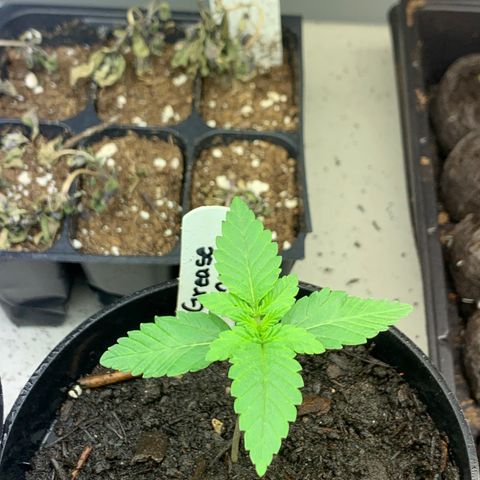 Grease Monkey a growlog timeline photo