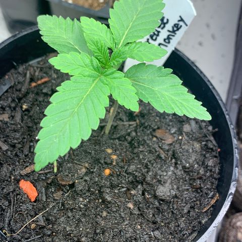 Grease Monkey a growlog timeline photo