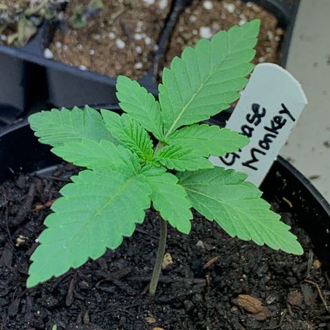 Grease Monkey a growlog timeline photo