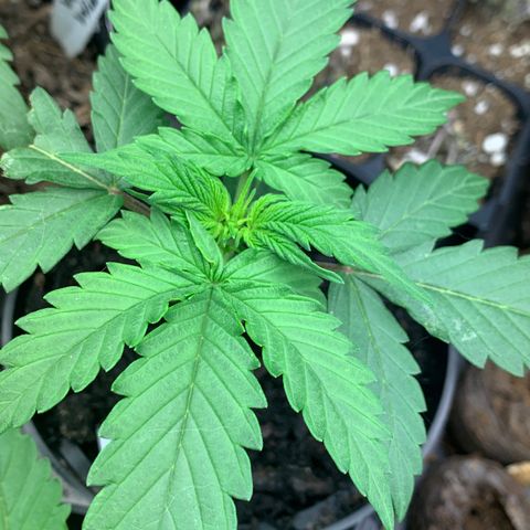 Grease Monkey a growlog timeline photo