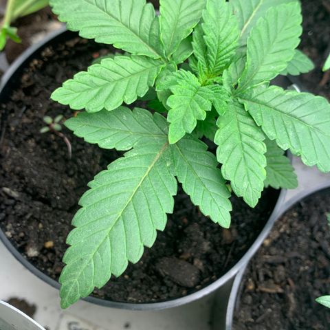 Grease Monkey a growlog timeline photo