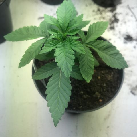 Grease Monkey a growlog timeline photo