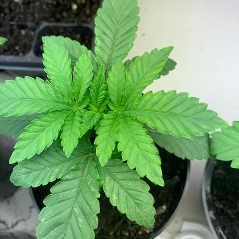 Grease Monkey a growlog timeline photo