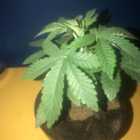 Grease Monkey a growlog timeline photo