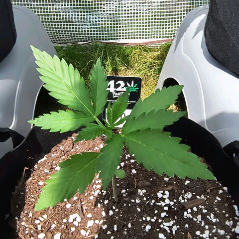 Strawberry Banana Auto growlog timeline photo