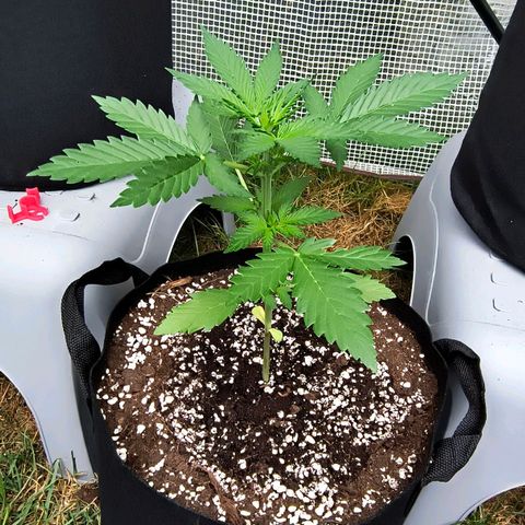 Strawberry Banana Auto growlog timeline photo