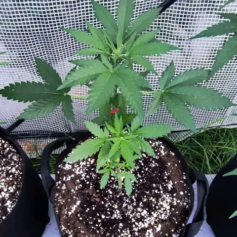 Strawberry Banana Auto growlog timeline photo