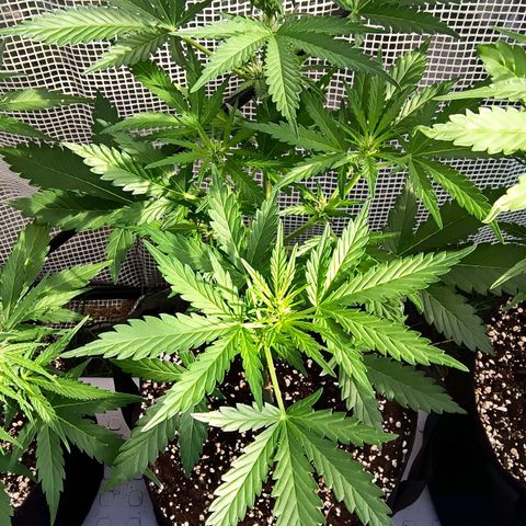 Strawberry Banana Auto growlog timeline photo