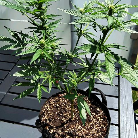Strawberry Banana Auto growlog timeline photo