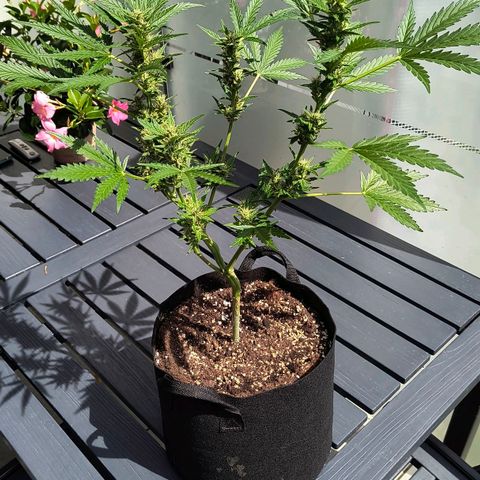 Strawberry Banana Auto growlog timeline photo