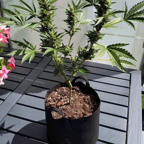 Strawberry Banana Auto growlog timeline photo