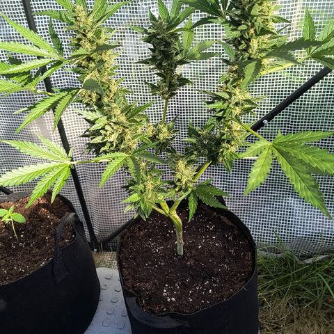 Strawberry Banana Auto growlog timeline photo