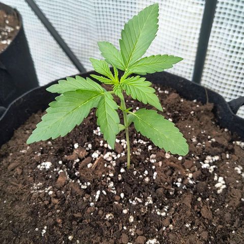 Gelato Auto growlog timeline photo