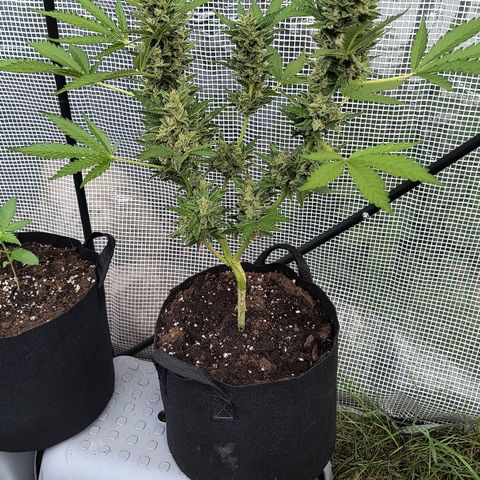 Strawberry Banana Auto growlog timeline photo