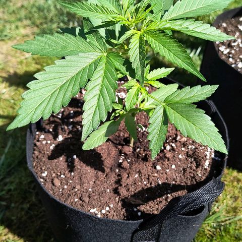 Gelato Auto growlog timeline photo