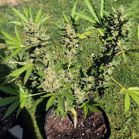 Strawberry Banana Auto growlog timeline photo