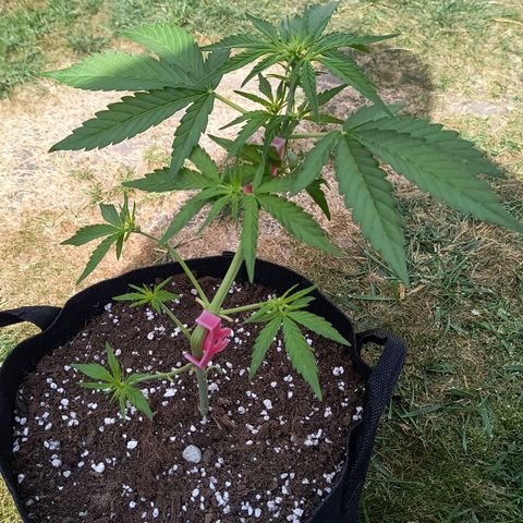 Gelato Auto growlog timeline photo