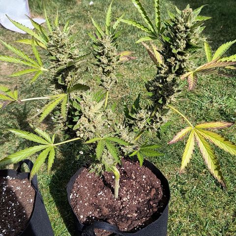 Strawberry Banana Auto growlog timeline photo