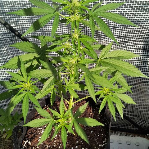 Gelato Auto growlog timeline photo