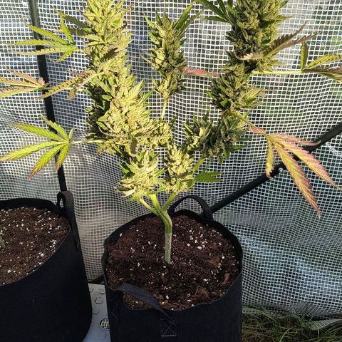Strawberry Banana Auto growlog timeline photo
