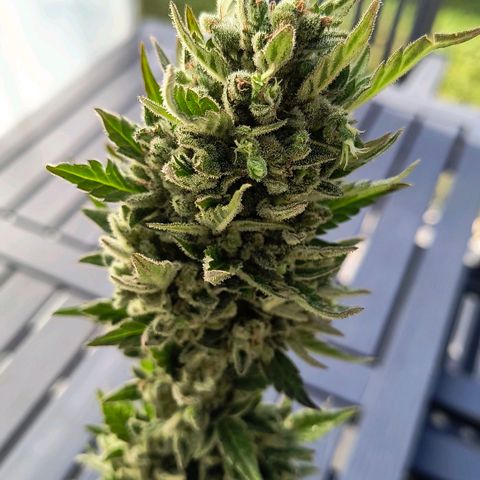 Strawberry Banana Auto growlog timeline photo