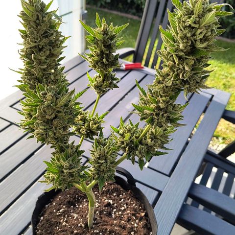 Strawberry Banana Auto growlog timeline photo