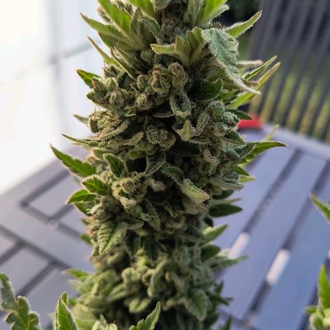 Strawberry Banana Auto growlog timeline photo