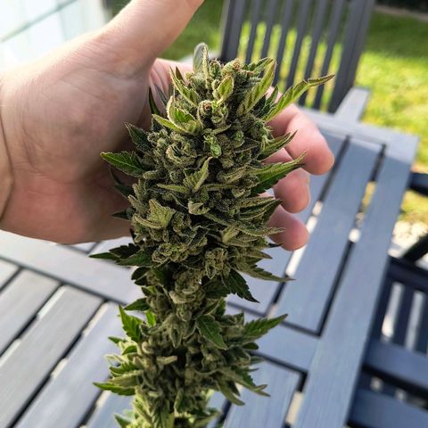 Strawberry Banana Auto growlog timeline photo