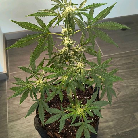 Gelato Auto growlog timeline photo