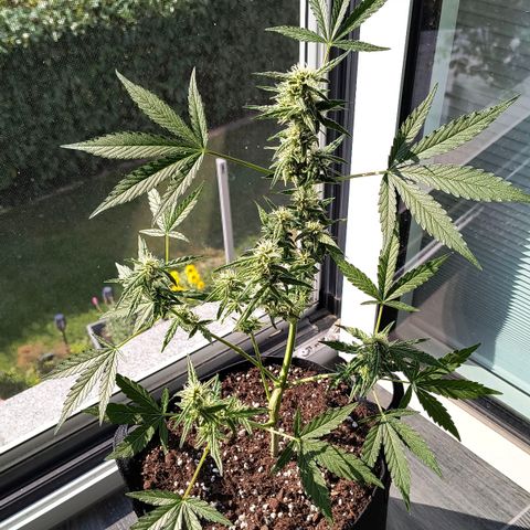 Gelato Auto growlog timeline photo