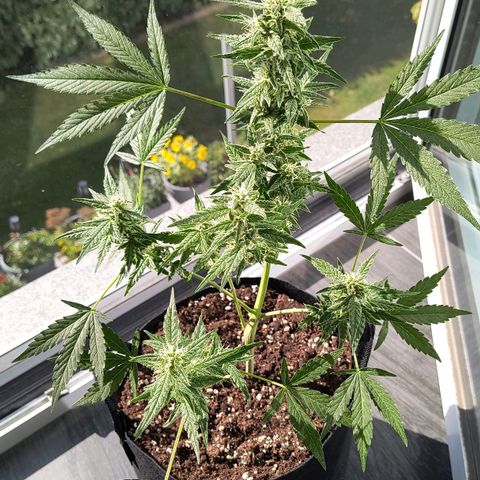 Gelato Auto growlog timeline photo