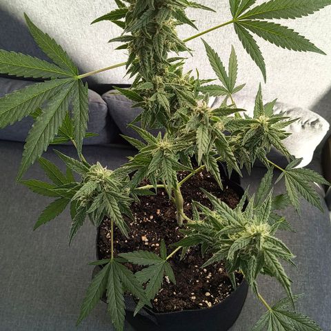Gelato Auto growlog timeline photo