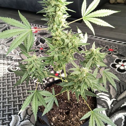 Gelato Auto growlog timeline photo