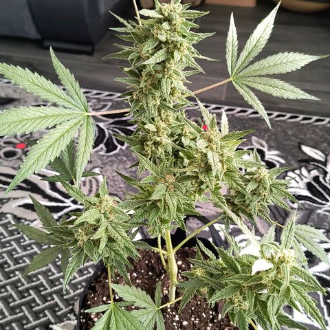 Gelato Auto growlog timeline photo