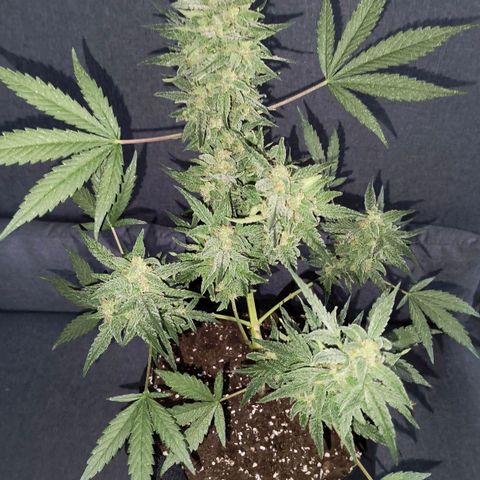 Gelato Auto growlog timeline photo