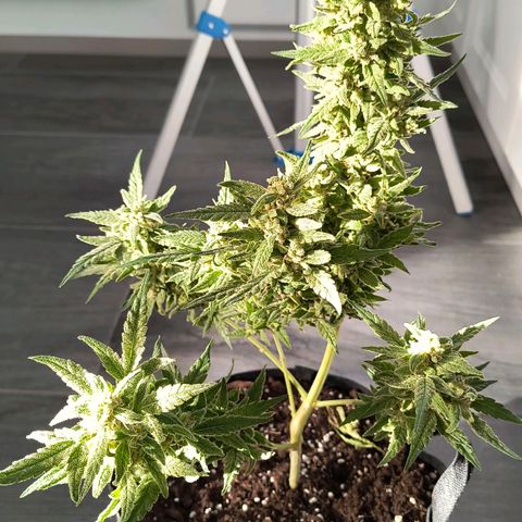 Gelato Auto growlog timeline photo
