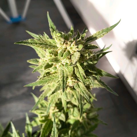 Gelato Auto growlog timeline photo
