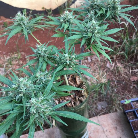 Derradeira growlog photo: Apos desfiliação das Fan Leaves, última tentativa de engordar os buds antes da colheita